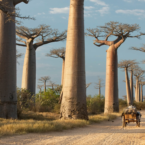 Avenue of the Baobabs, Madagascar