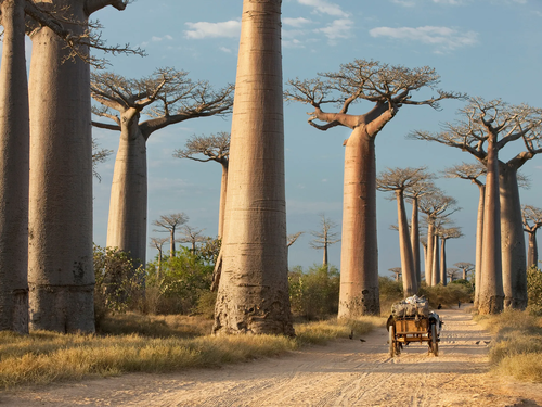 Avenue of the Baobabs, Madagascar